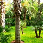 Palms in the Jardin Majorelle