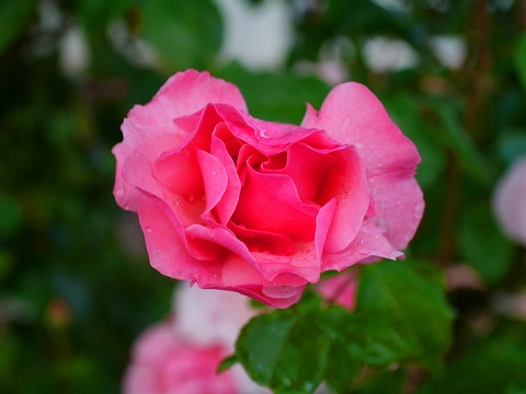 img/rg/p1050178.jpg
