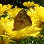 Schmetterling auf Blume